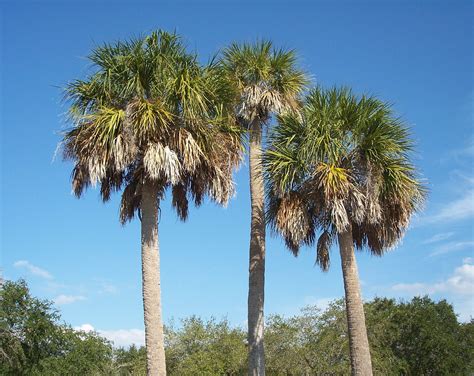 Naples Fl