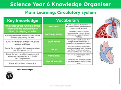 Knowledge Organiser Heart And The Circulatory System Year 6