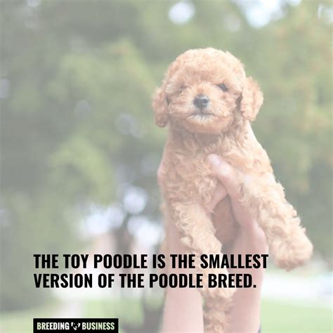 Is a Toy Poodle Smaller Than a Miniature Poodle – Learn The Differences