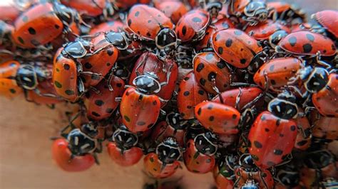 Ladybug swarm: Massive ladybug migration several kilometers wide picked ...