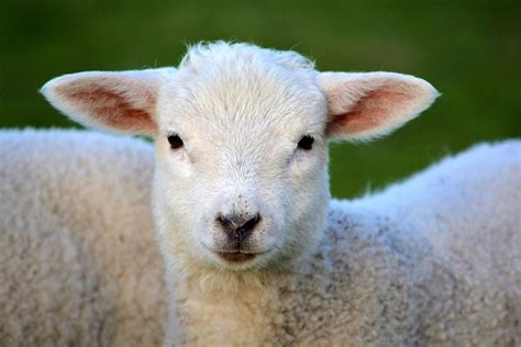 Quick Guide To Feedlotting Lambs Thompson And Redwood