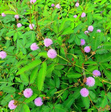 Цветок Мимоза ?: как выглядит, фото, как растете, цветет, как ухаживать ...