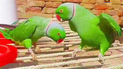 Mitthu And Tiger Funny And Naughty Talking Parrots Green Parrots Speaking And Dancing On