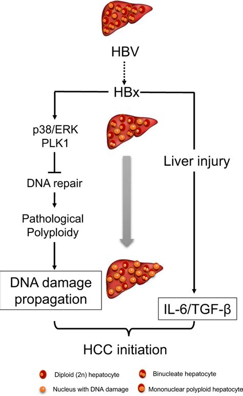 Schematic Diagram Of The Proposed Mechanism For Hbx Participates In Hcc