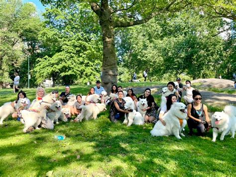 Nyc Samoyeds Today Was A Nyc Samoyed Meet Up In Central
