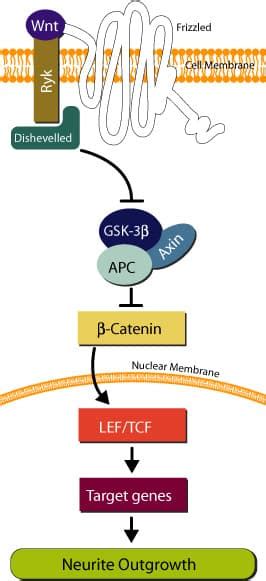 Ryk A Wnt Co Receptor At The Intersection Of Frizzled Dishevelled R