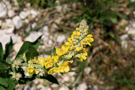 Healing Weeds Mullein