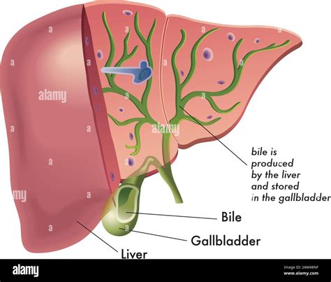 Liver Produces Bile Gall At Wilfred Mccarty Blog