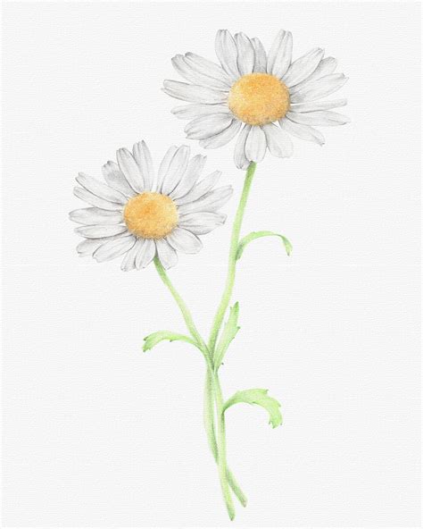 Daisy Flower Pencil Drawing