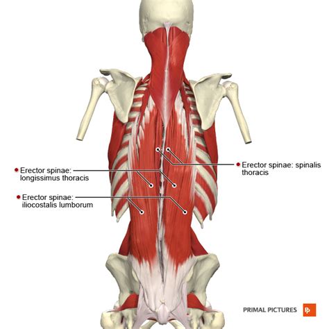 Inverted Row Benefits and Muscles Worked (2025) - Lift Vault