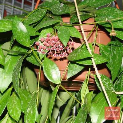 Хойя линеарис (Hoya linearis) — описание, выращивание, фото | на ...