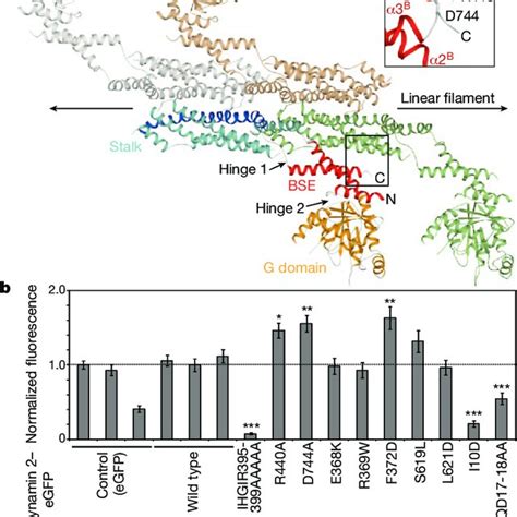 Model For Dynamin Oligomerization And Function A Model Of The