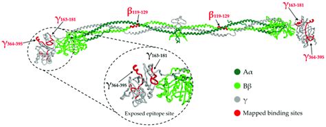 SP binding sites mapped on the fibrinogen structure (PDB entry 3GHG),... | Download Scientific ...