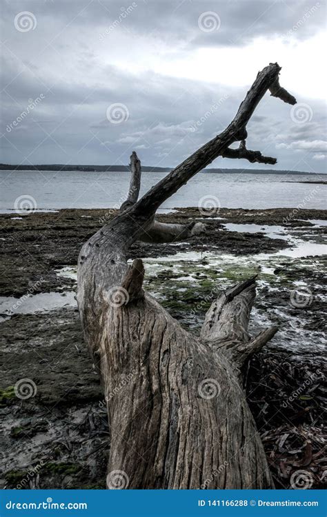 Dead Tree By The Beach Stock Photo Image Of Peak Mountains 141166288