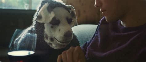 My Review Of Good Boy 2022 A Movie That Took Three Days To Hunt