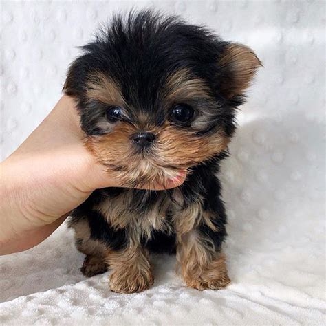 Mini Teacup Yorkie Puppy on White Blanket
