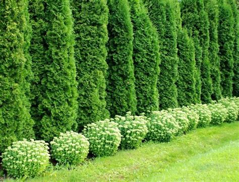 Вечнозеленые растения и кустарники – Вечнозеленые Растения Вьющиеся ...
