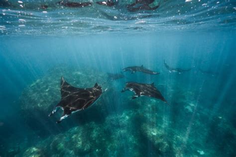 Are Manta Rays Dangerous?