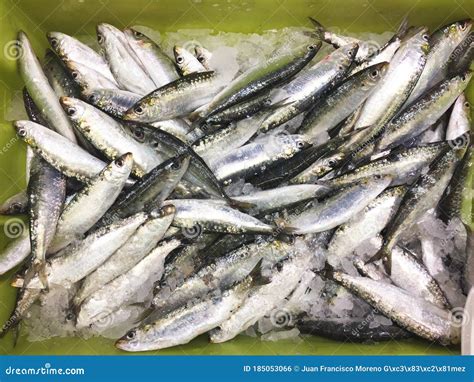 Sardina Pilchardus Sardine Pilchard Is A Fish Of Blue Meat Very