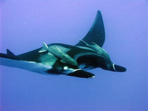 Manta Ray with 2 Remora in tow