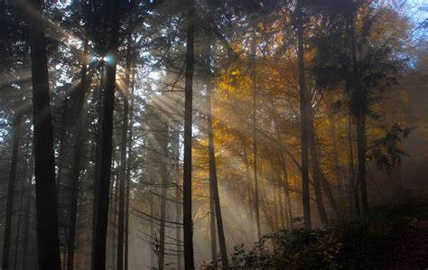 Tree Nature Wood Sun Fog Leaf Dawn Light Wallpaperhd Nature Wallpapers
