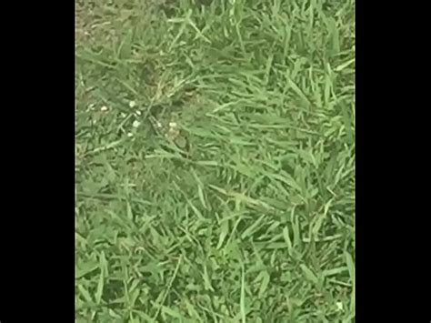 Ebony Candid Soles In Flip Flops Xvideos