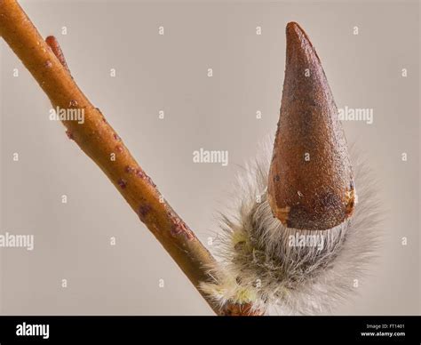 Pussy Willow Bud Close Ups With Focus Stacking Indoor Shots Of Easter Decorations With Very