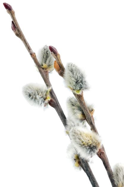Premium Photo Branches Of The Pussy Willow With Flowering Bud Isolated
