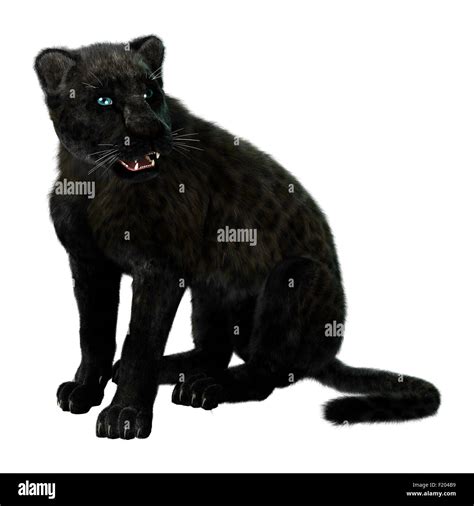 Digital D Render De Un Gran Gato Pantera Negra Sobre Fondo Blanco