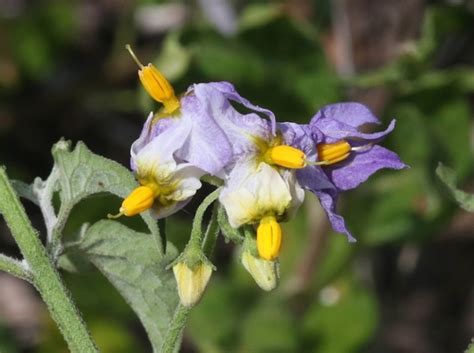 Hierba Mora Solanum Douglasii · Inaturalist Mexico
