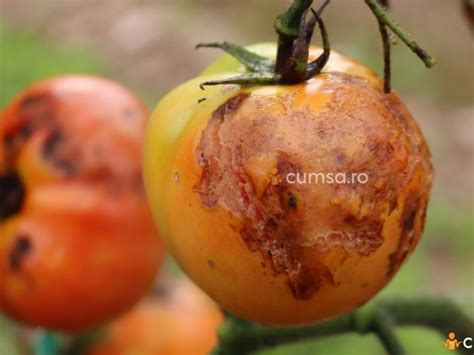 Cum Sa Combati Antracnoza Tomatelor Metode De Preventie Si Tratamente