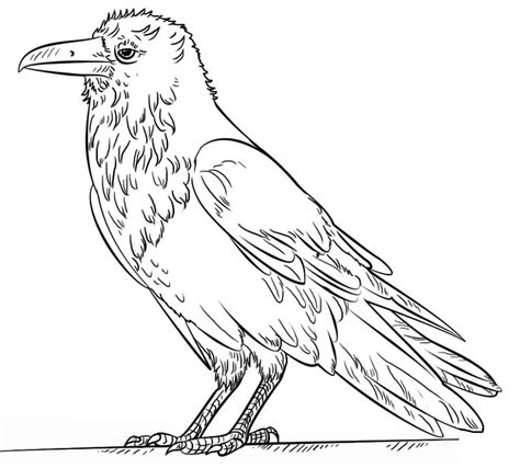 Common Raven
