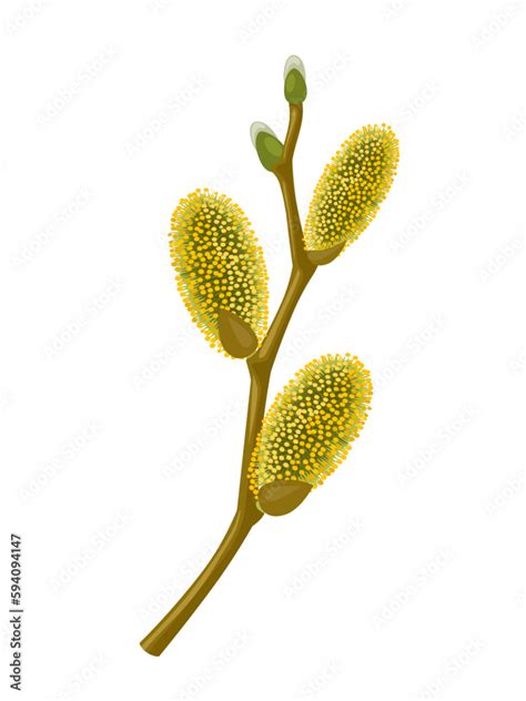 Vector Illustration Salix Caprea Known As Goat Willow Great Willow Or Pale Pussy Isolated On