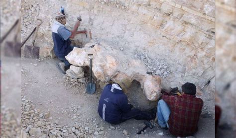 Perucetus Colossus Descubridor Anuncia Hallazgo