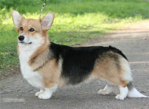 Факты о корги | Собаки • Dogs Amino