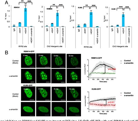 Figure 1 From Intrinsically Disordered Protein RBM14 Plays A Role In