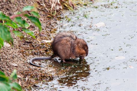 Muskrat Ndow