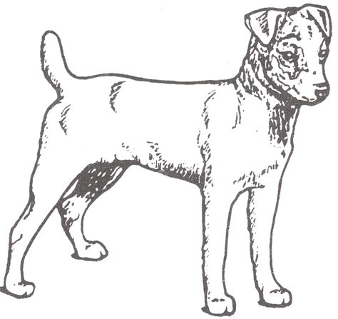 Jack Russell Coloring Pages At Webpriscillablog Blog