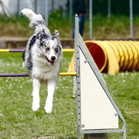 ᐅ El Agility canino un deporte muy de moda