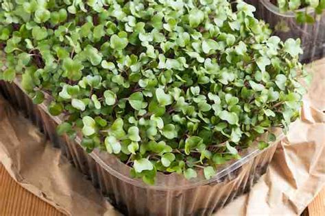 Red Kale Non Gmo Sprouting Seeds 25 Grams
