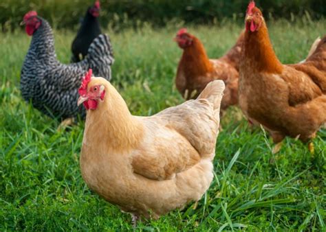 The Best Chicken Breeds In The Philippines