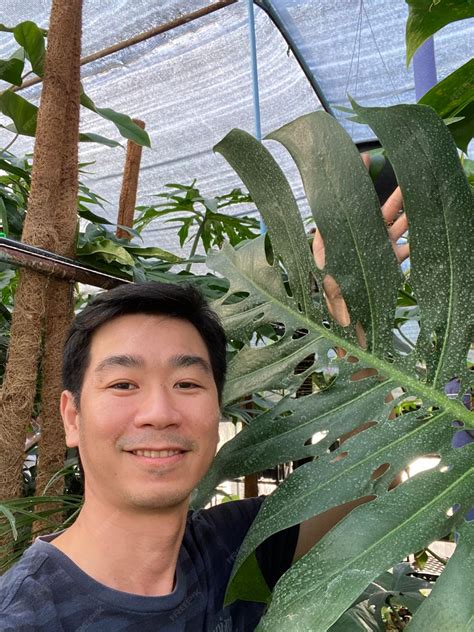 Premium Photo Philodendron