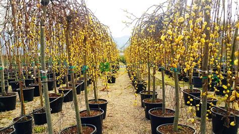 Goat Willow French Pussy Willow Pendula Salix Caprea Pendula SALICACEAE SMS Marmara Group