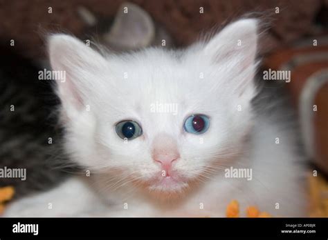 White Pussy Cat With Blue And Green Eyes On A Orange Pillow Stock Photo Alamy