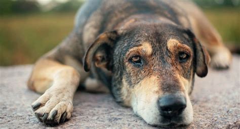 Можно держать собаку дома? - Православный журнал «Фома»