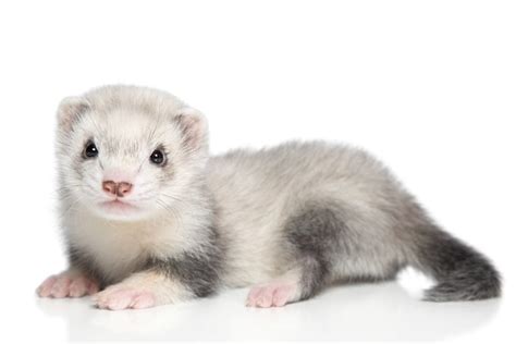 100+ Ferret Names - Cute & Funny Names - SmartPet