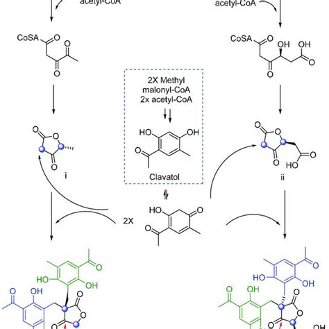 Scheme 1 Proposed Biosynthetic Pathway To 26 And 27 Scheme 1