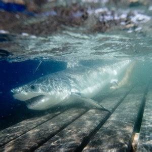 Great White Shark Nursery Discovered Off Long Island - ZergNet