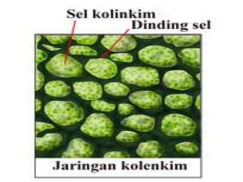 Biologi Jaringan Penyokong Ppt