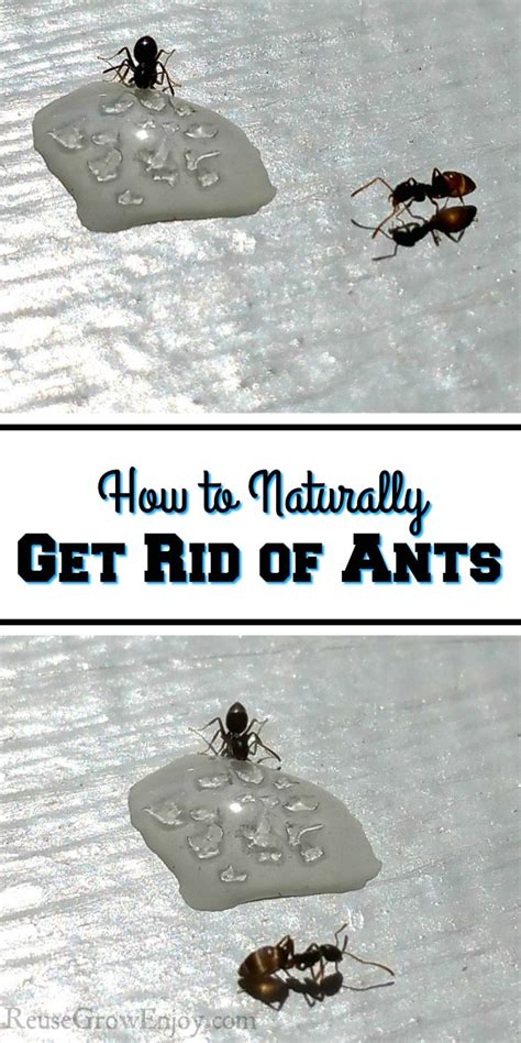 how to get rid of ants in your home naturally